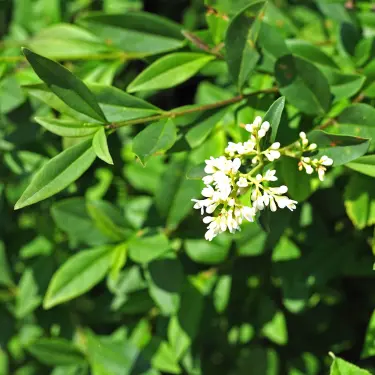 Plantning og pasning af ligusterhæk 